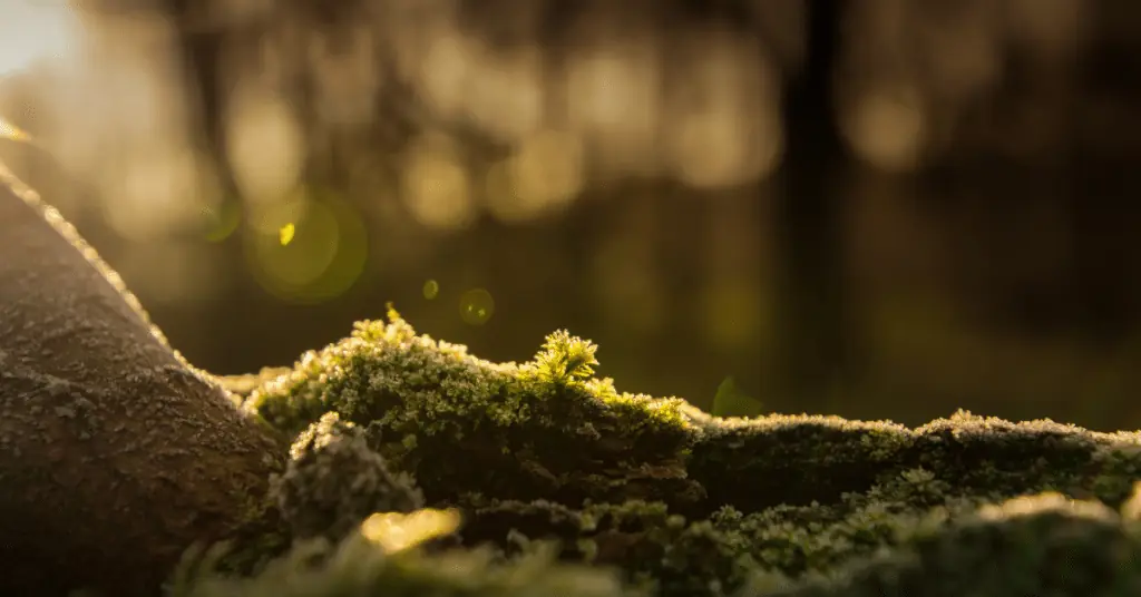 Tree Demossing 2 Close-up of green moss growing on a tree limb in soft golden backlight
