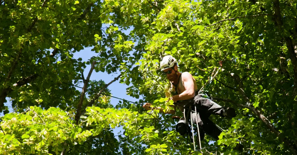 Tree Demossing 5 Shirtless climber with a helmet working in a leafy tree canopy