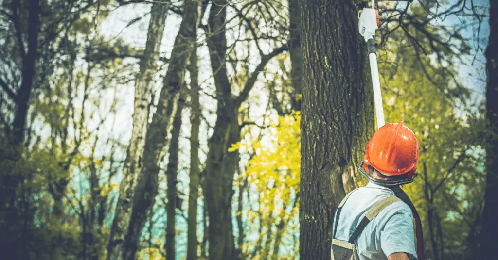 Tree Demossing 6 Arborist in an orange helmet using a pole saw on a tall tree in the woods