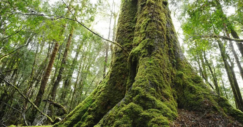 Tree Demossing 3 Moss-covered base of a huge tree trunk in a forest