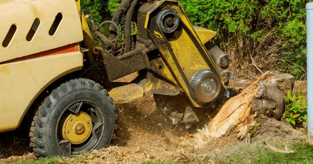 Tree Removal 3 Yellow stump grinder chewing up a stump and throwing wood chips