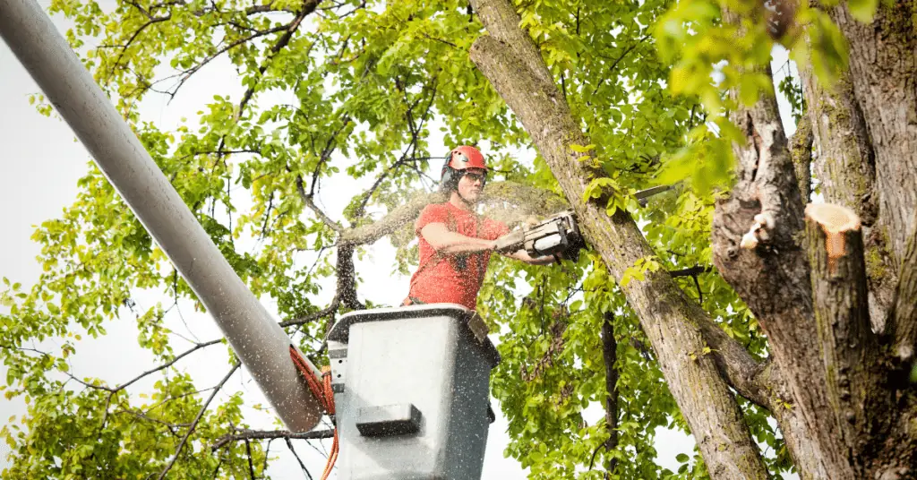 Tree Removal 6 Worker in a bucket lift cutting a leafy tree limb with a chainsaw