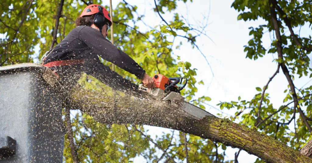 Tree Removal 5 Worker in a red helmet cutting a mossy limb with a chainsaw from a bucket lift, sawdust flying