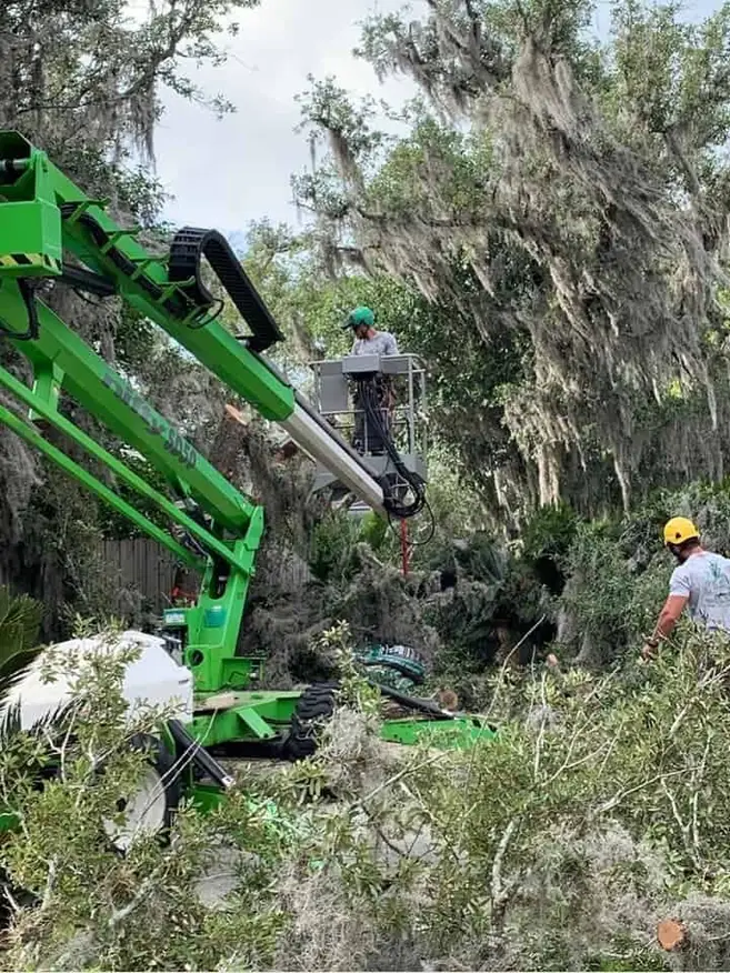 Tree Removal 4 Green lift boom with workers in a basket and on the ground amid moss-draped trees during a cleanup