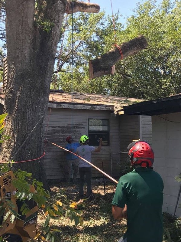 Crew guiding a large log lowered by rope from a tree beside a house