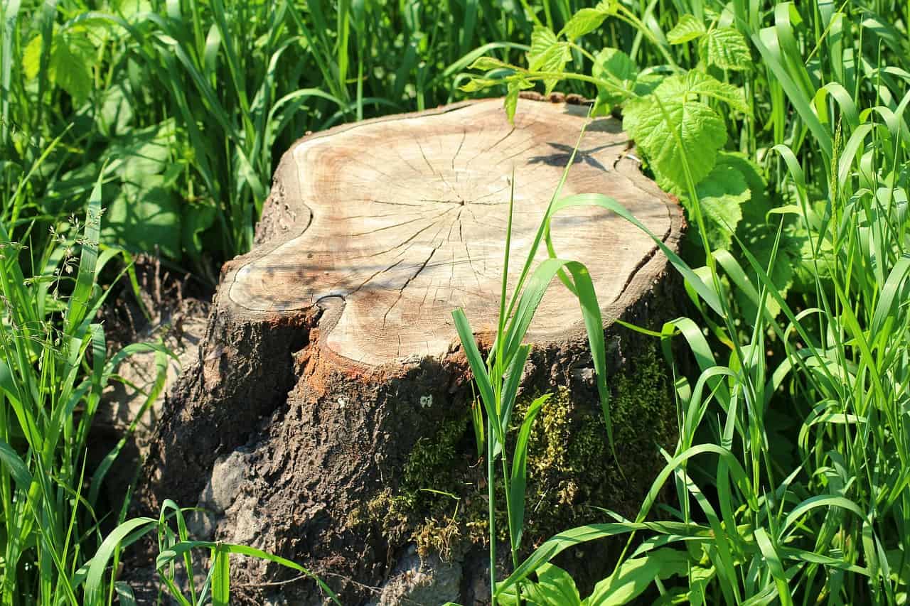 Freshly cut tree stump showing growth rings, surrounded by tall green grass