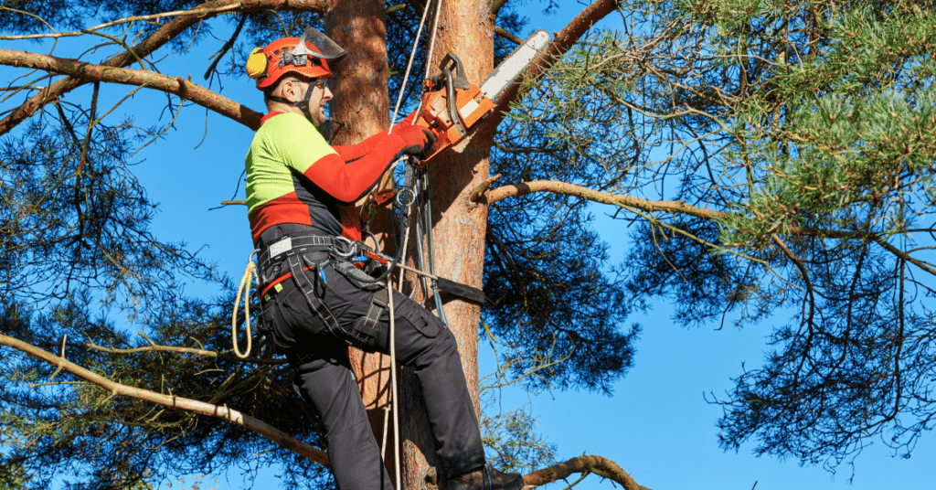 Arborist in an orange helmet and hi-vis shirt roped to a pine trunk, holding a chainsaw