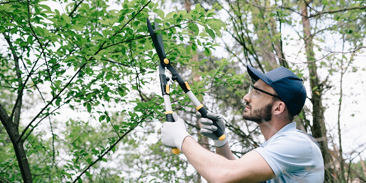Trimming Pine Trees: Essential Tips and Methods 6 Man in a cap and safety glasses trimming a leafy tree with long-handled loppers