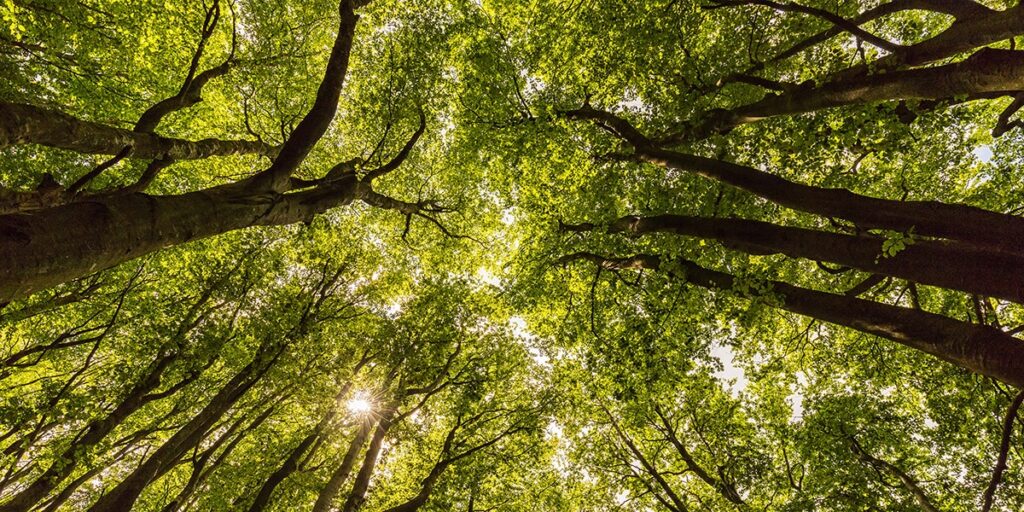 Looking up through tall trees with a green leafy canopy and sunlight