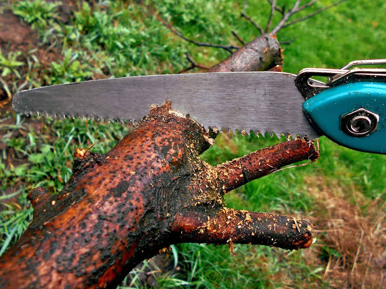 Hand saw cutting through a muddy branch lying on the grass