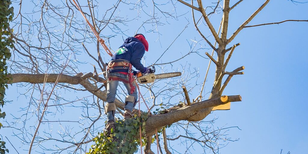 Arborist in a red helmet cutting a branch with a chainsaw high in a bare tree against a blue sky