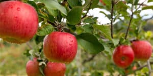 Apple Trees in Winter: Can They Survive? 1 apple trees in winter
