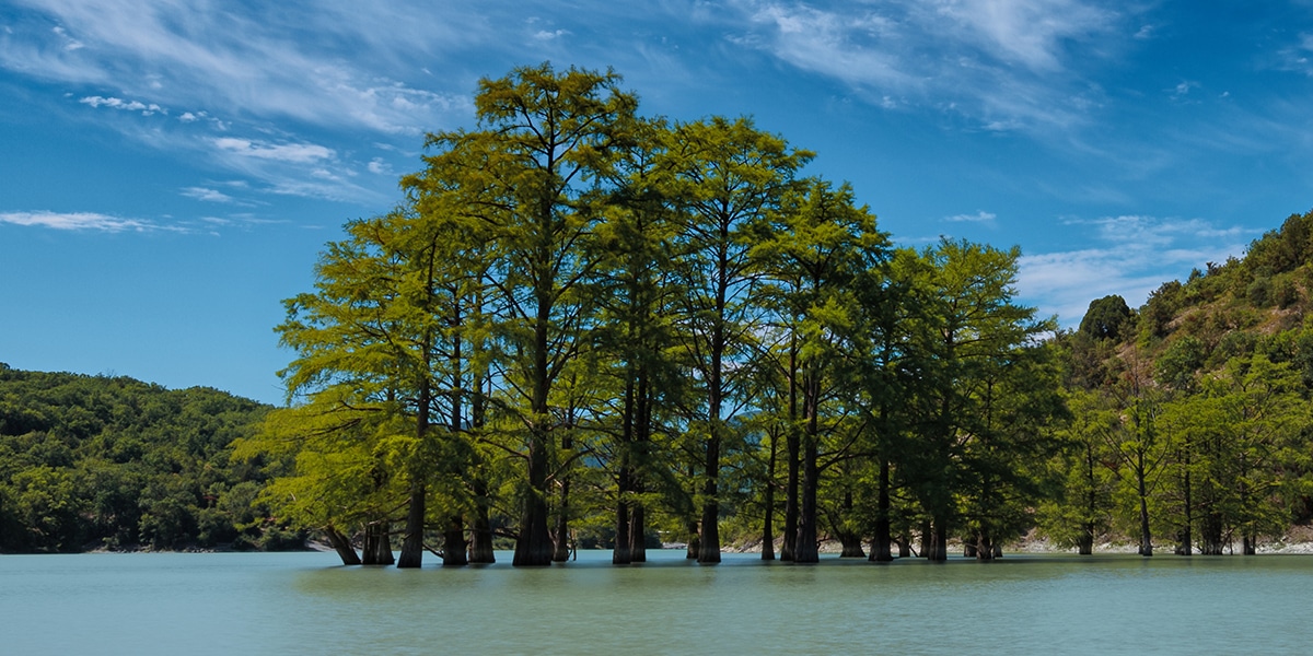 Trimming Pine Trees: Essential Tips and Methods 4 bald cypress tree