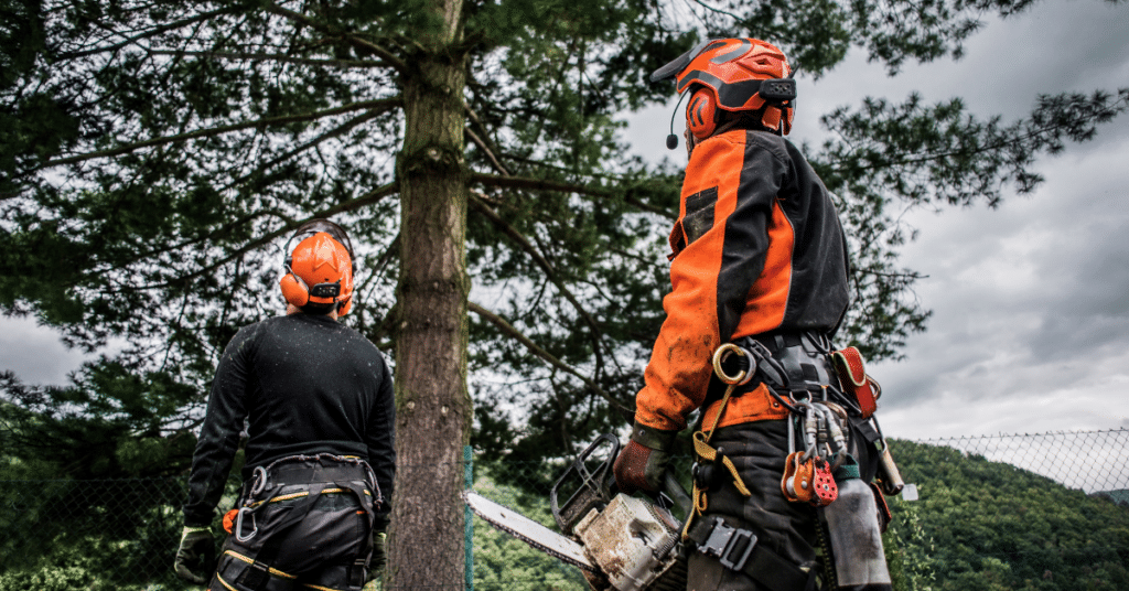 Trees Boosts Property Value: Enhance Your Home's Worth 3 certified arborist