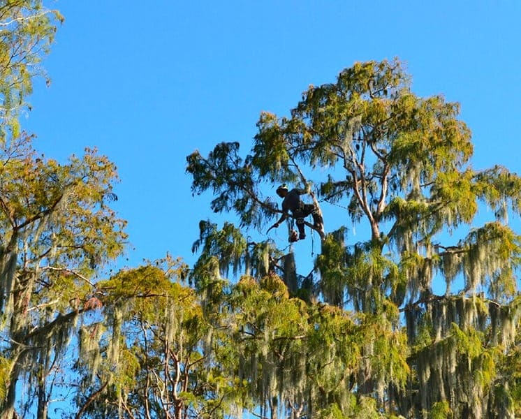 Climber high in a tall cypress tree draped with Spanish moss against a blue sky