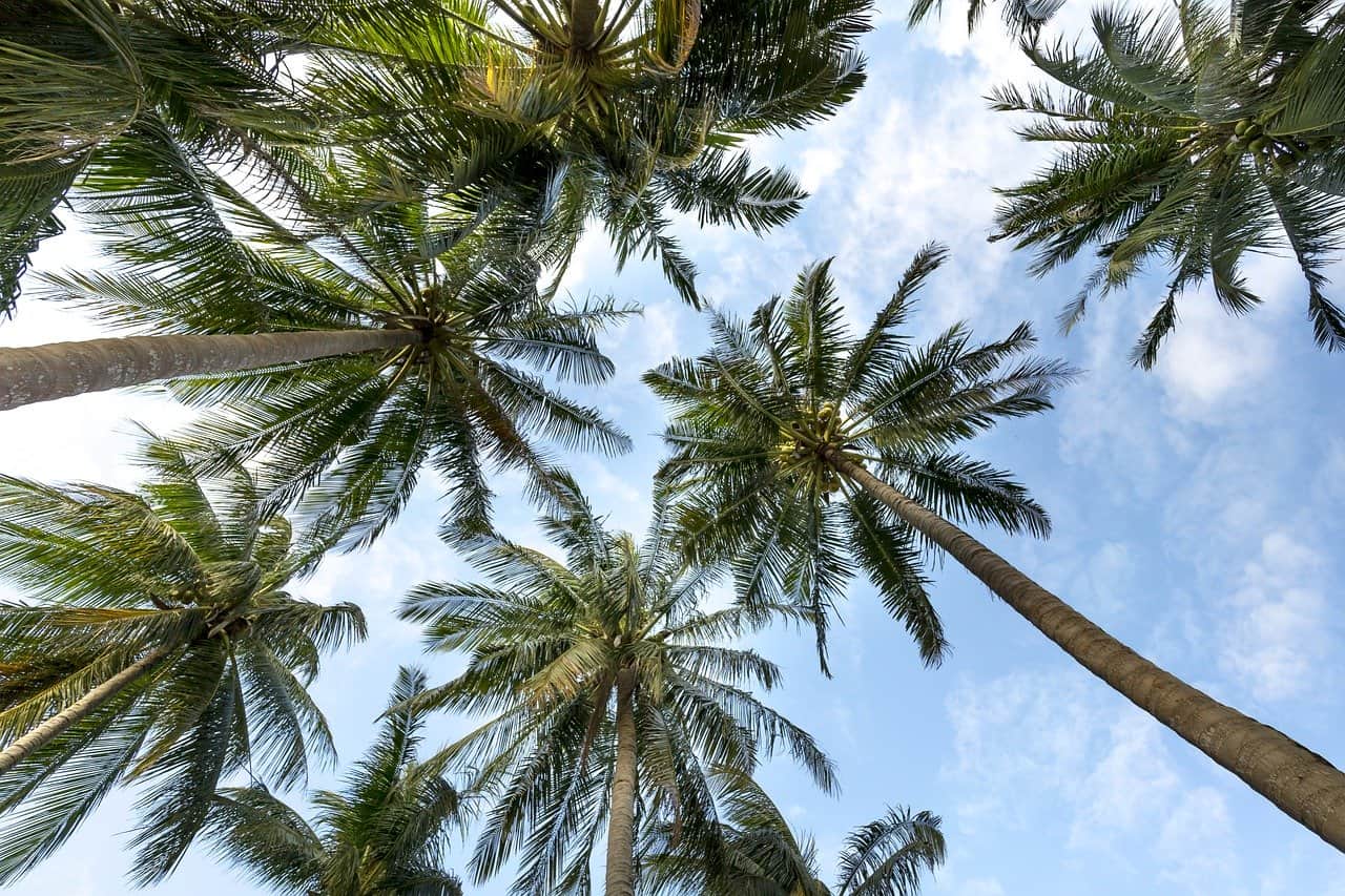 Palm trees seen from below against a blue sky with clouds
