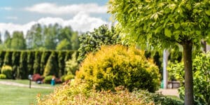 4 Shade Trees For Small Yard 1 shade trees for small yard