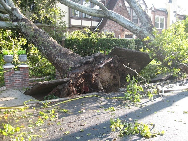 Large tree uprooted and fallen across a sidewalk and street in front of brick houses