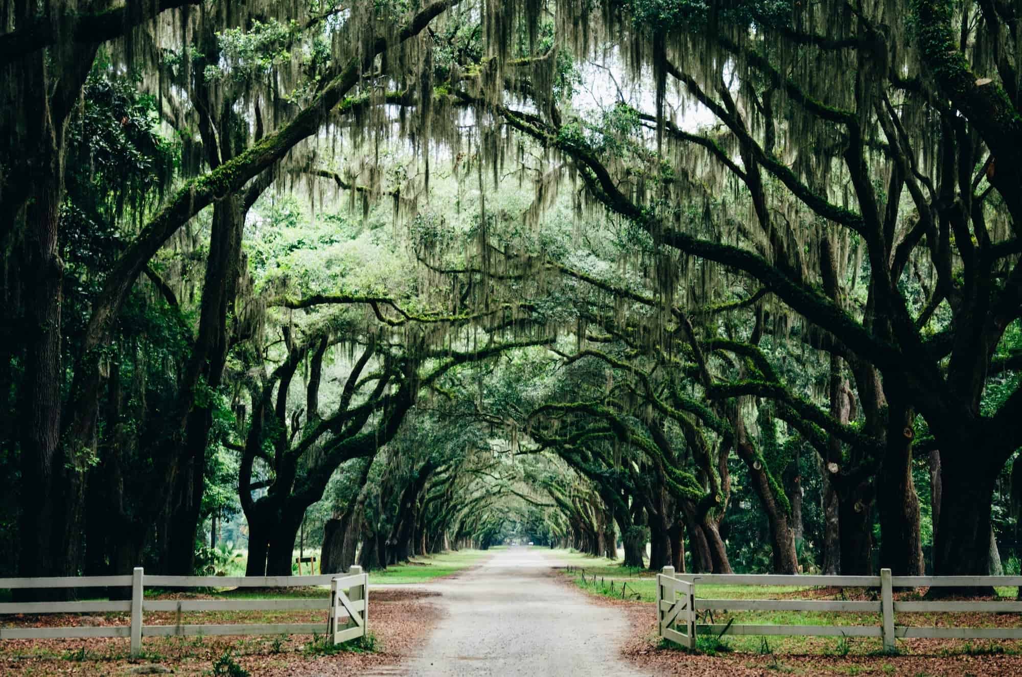 Dirt road lined with large oak trees draped in Spanish moss, with white fences at the entrance