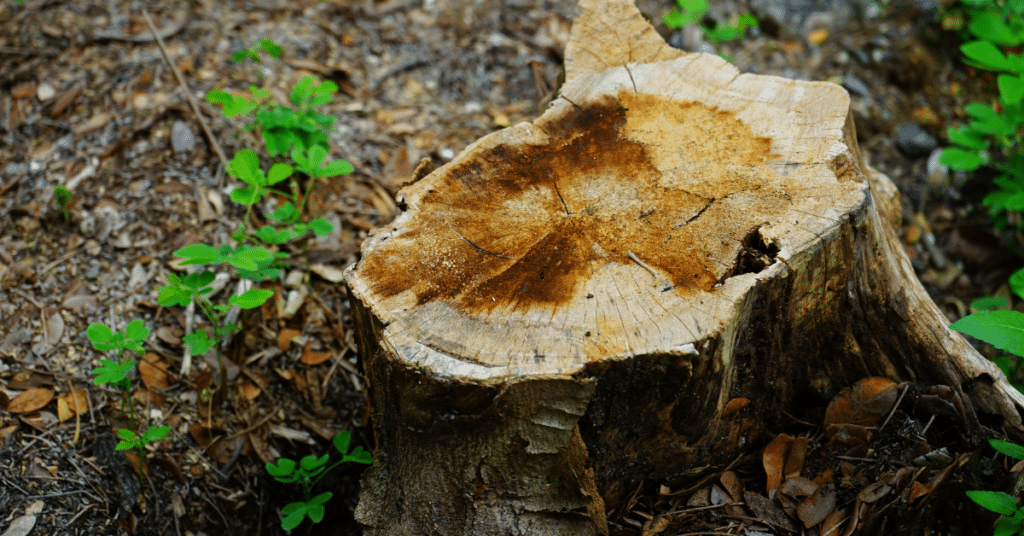 Stump Grinding & Tree Stump Removal 4 tree stump grinding