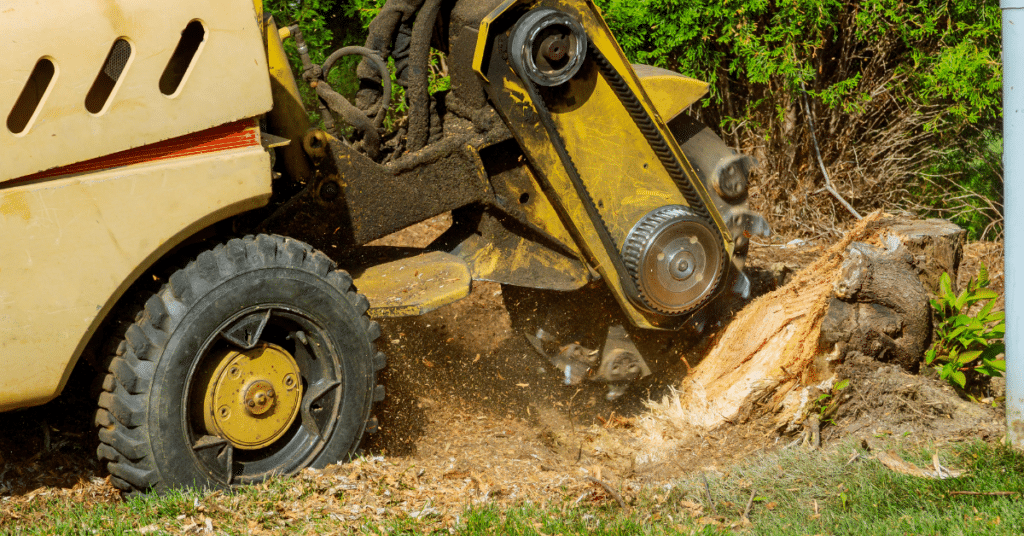 Stump Grinding & Tree Stump Removal 1 tree stump removal in Central Florida