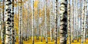 Six Beautiful Trees with White Bark for Your Orlando Property 1 trees with white bark