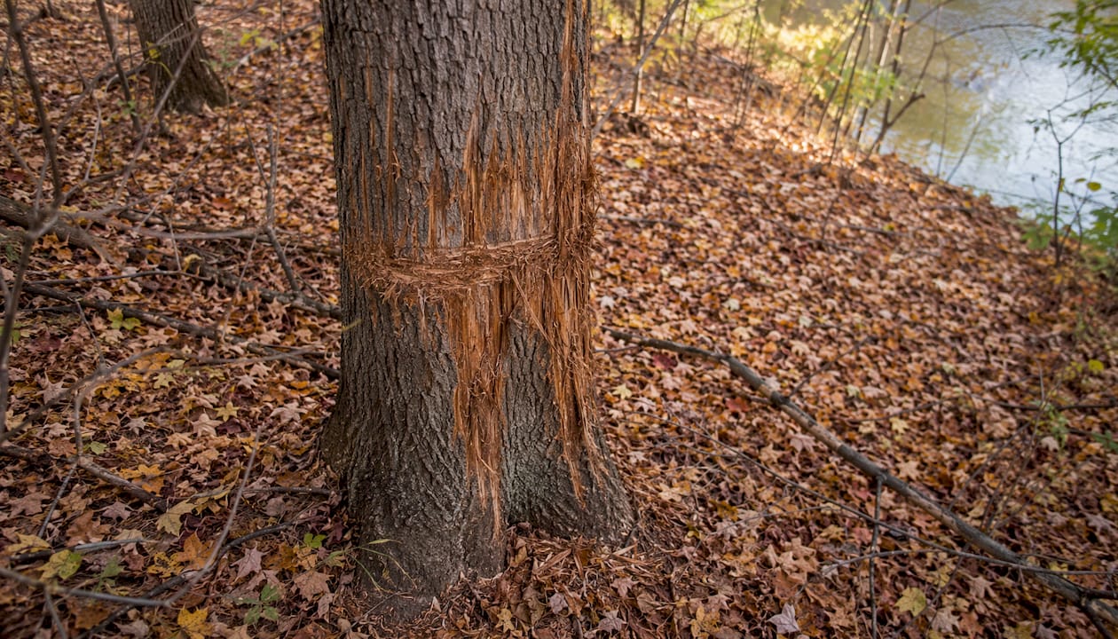 Tree Bark Damage Identification List: A Practical Guide 1 Deer rubbed vertical bark damage on tree base