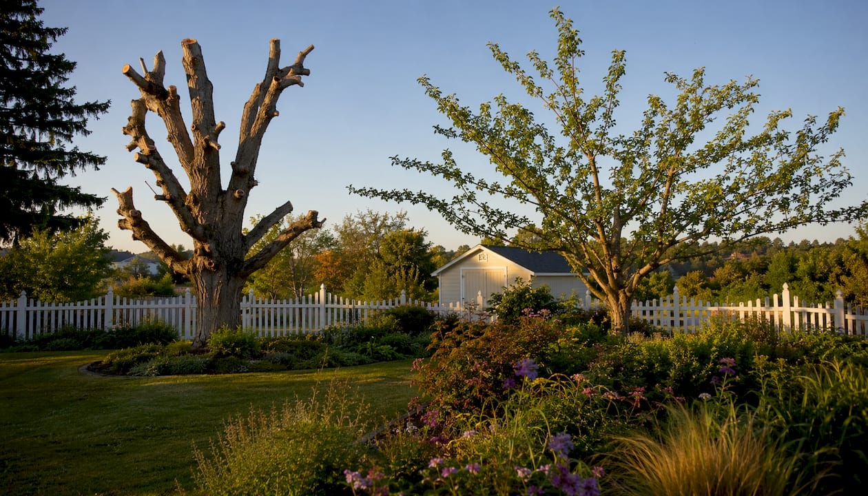 Comparison of topped vs crown reduced trees