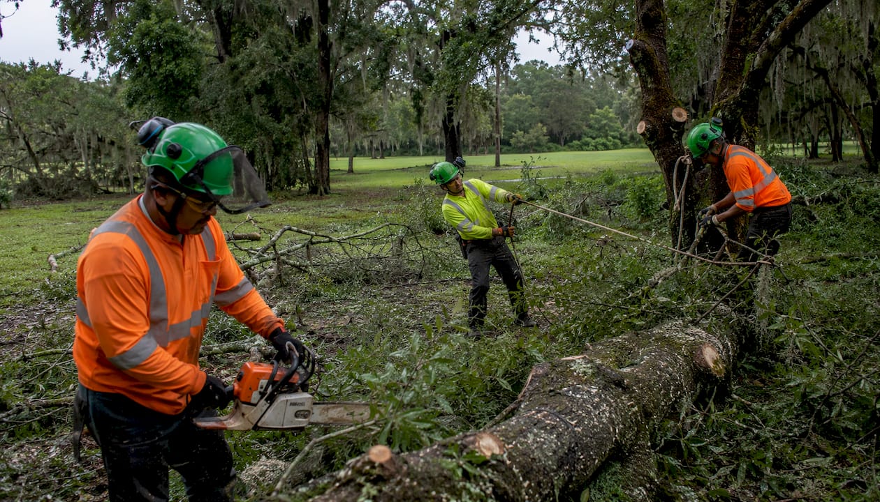 Storm cleanup crew trimming trees outdoors