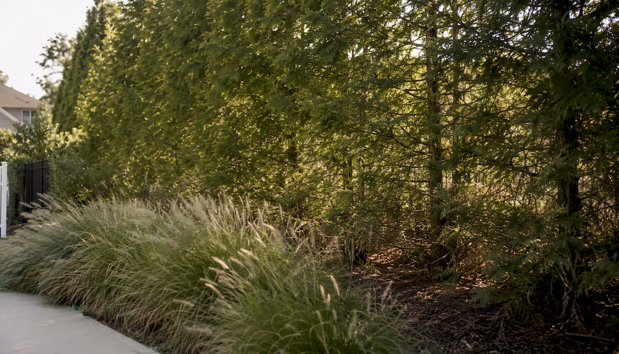Evergreen trees serving as privacy and noise buffer