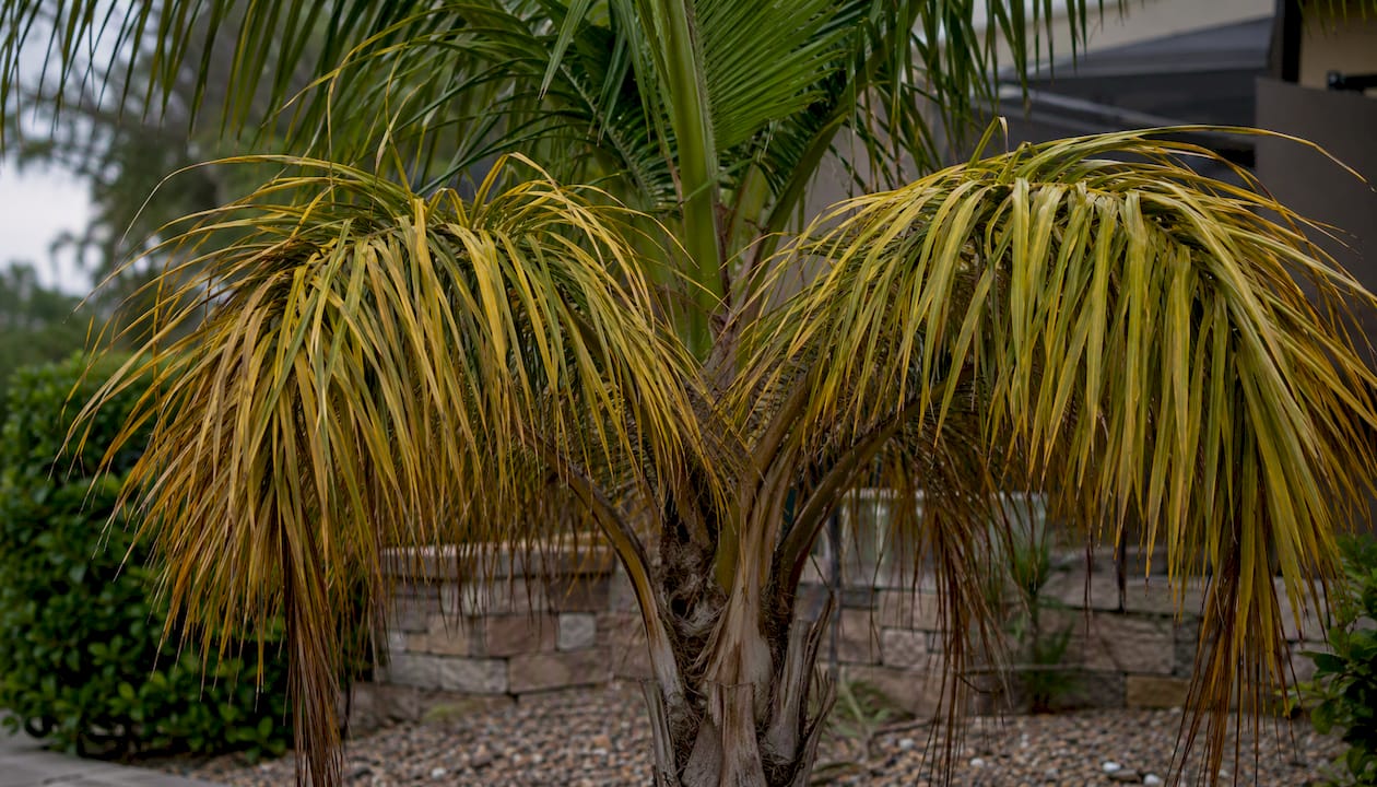 Palm fronds wilting with green spear leaf