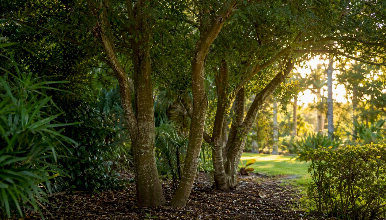 Storm Damage Prevention Tips for Property Owners 2 Cluster of native trees planted closely