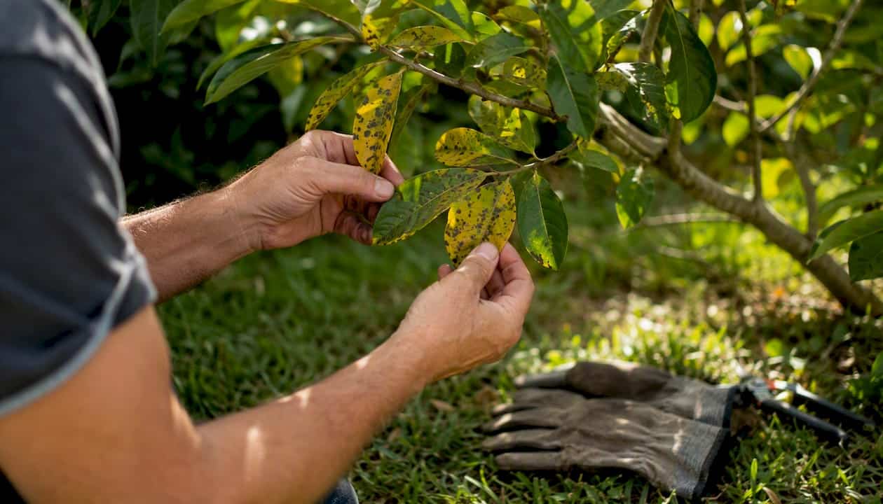 Disease-Resistant Trees: A Homeowner's Planting Guide 1 Hands inspecting tree leaves for disease signs
