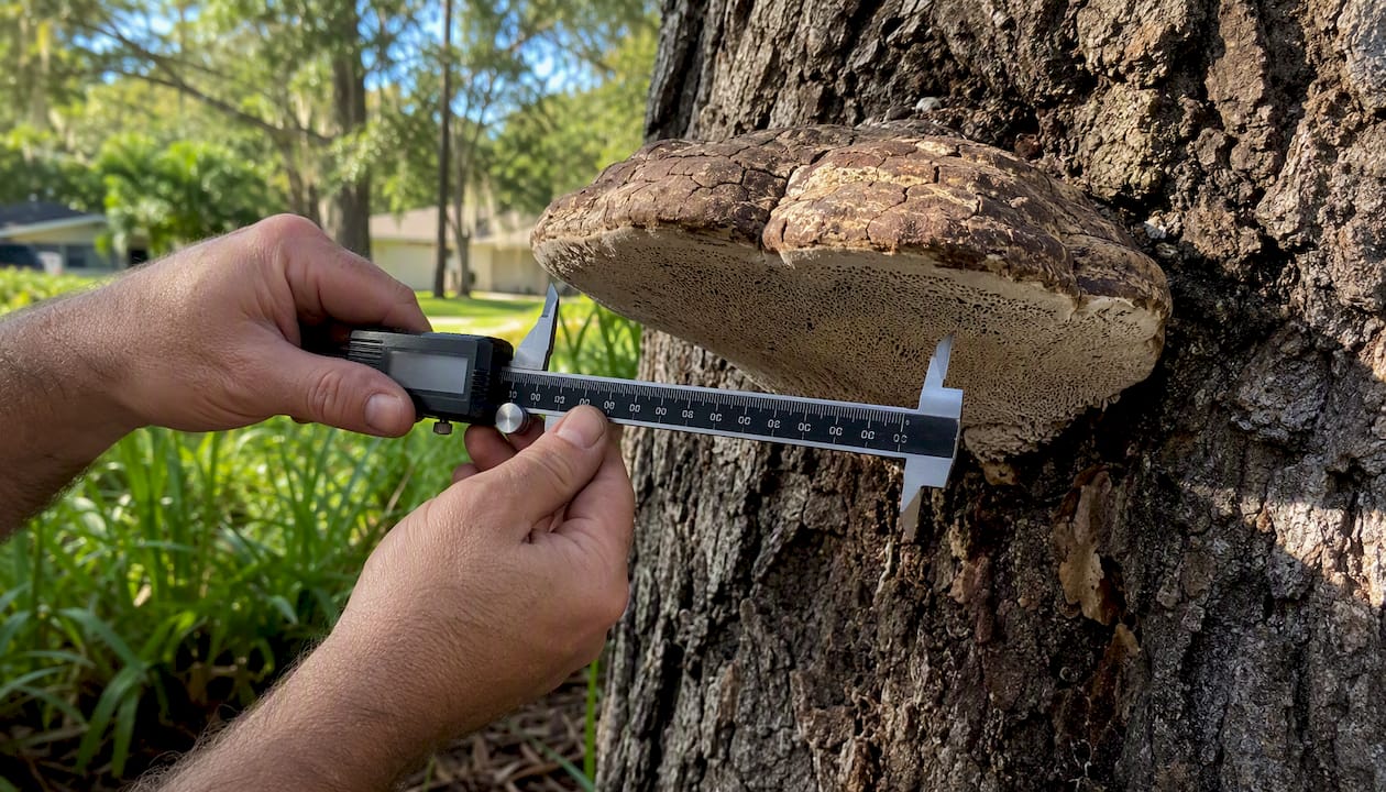 Conks on Tree: What Homeowners Need to Know Now 1 Hands measuring fungal conk on tree trunk