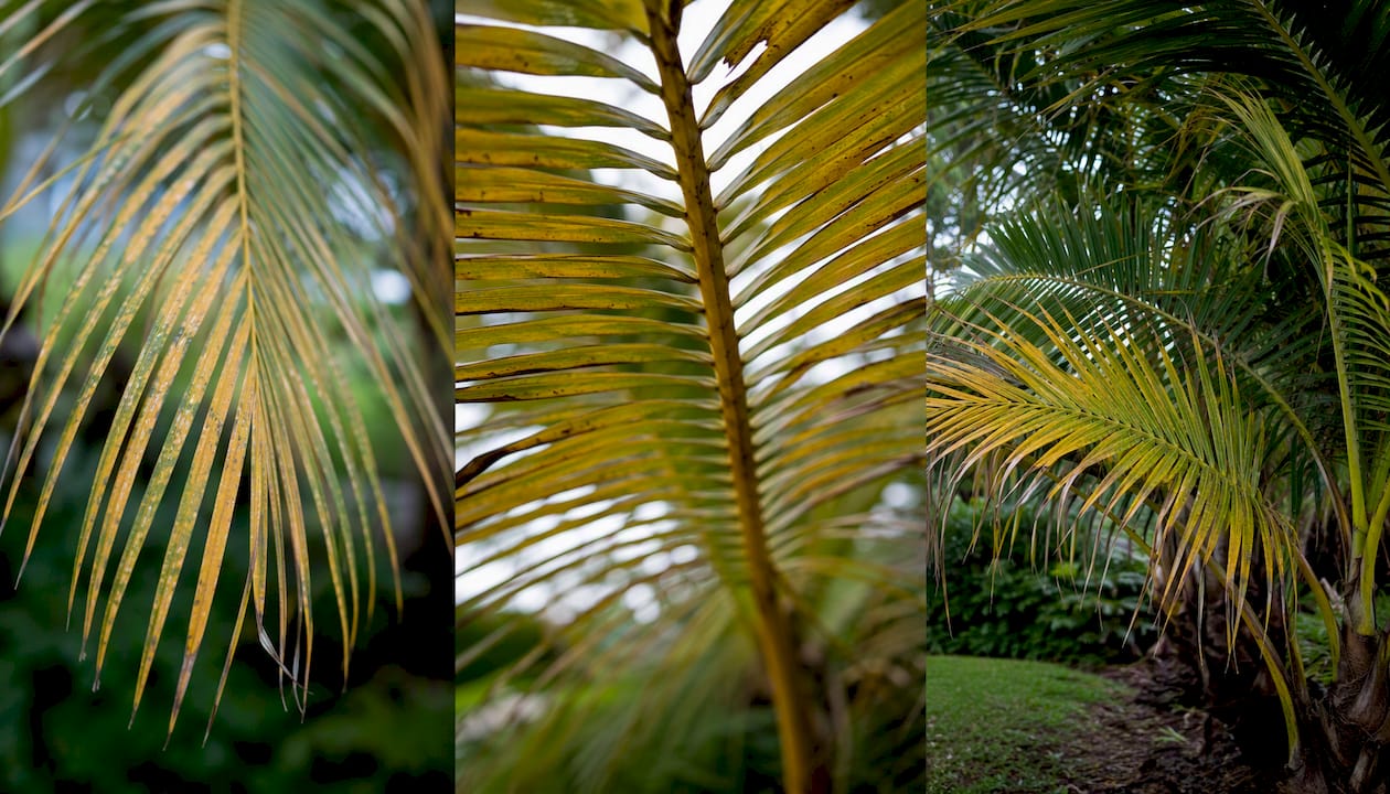 Detail views of yellowing palm frond patterns