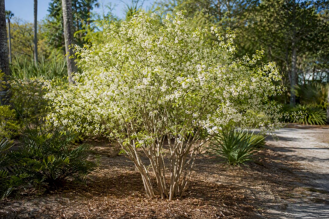 Chickasaw plum tree with white flowers and multiple stems