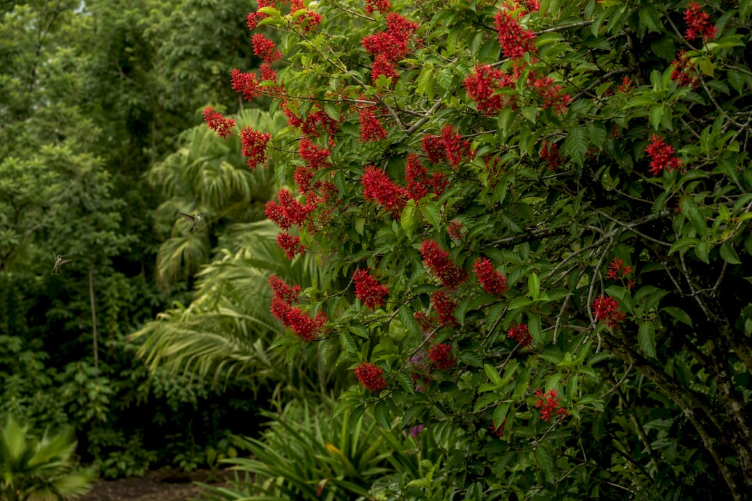 Blooming red buckeye tree with hummingbirds