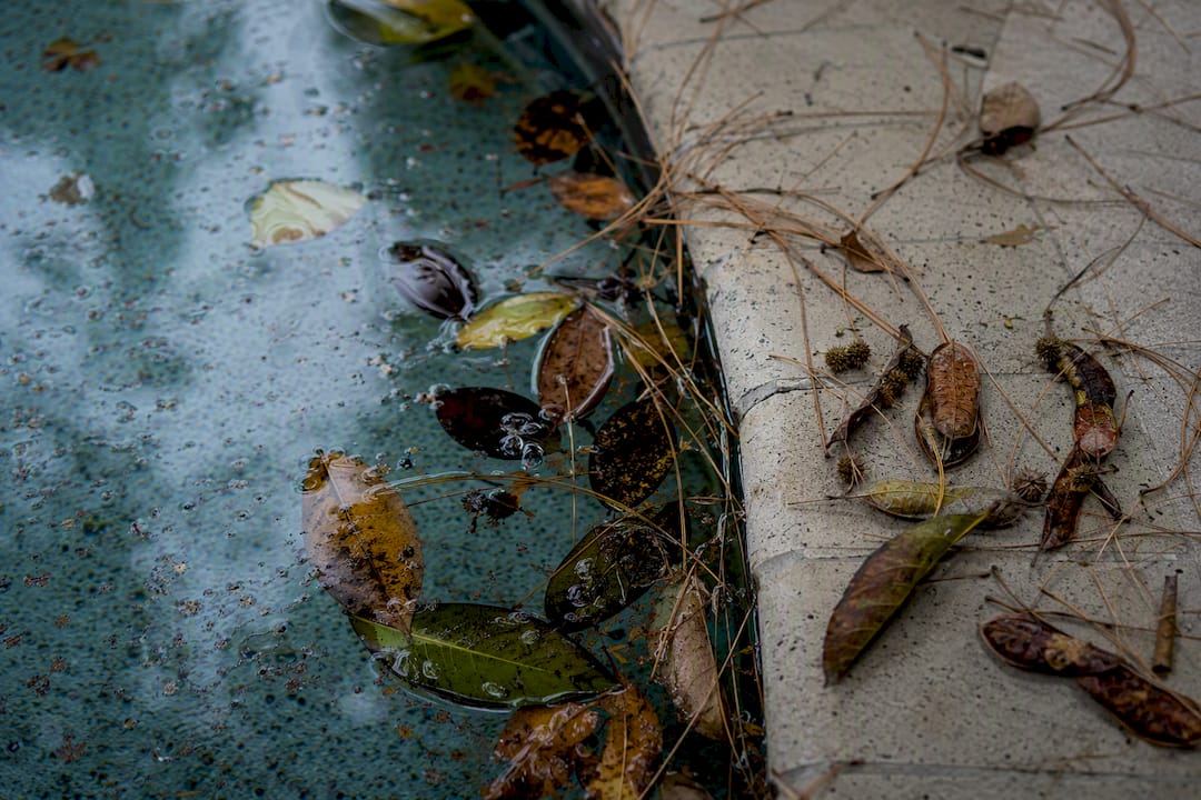 Which Trees Are Safe to Plant Near a Pool? 2 Various tree litter types near pool