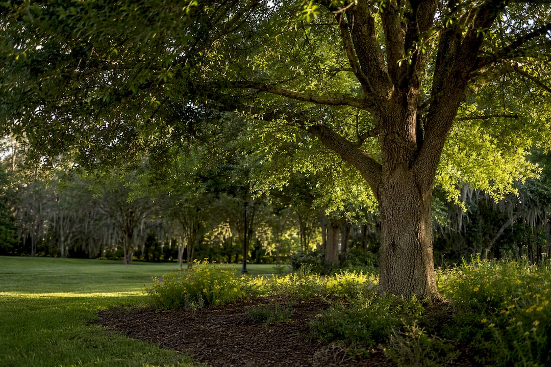 Mature laurel oak tree canopy and trunk close-up