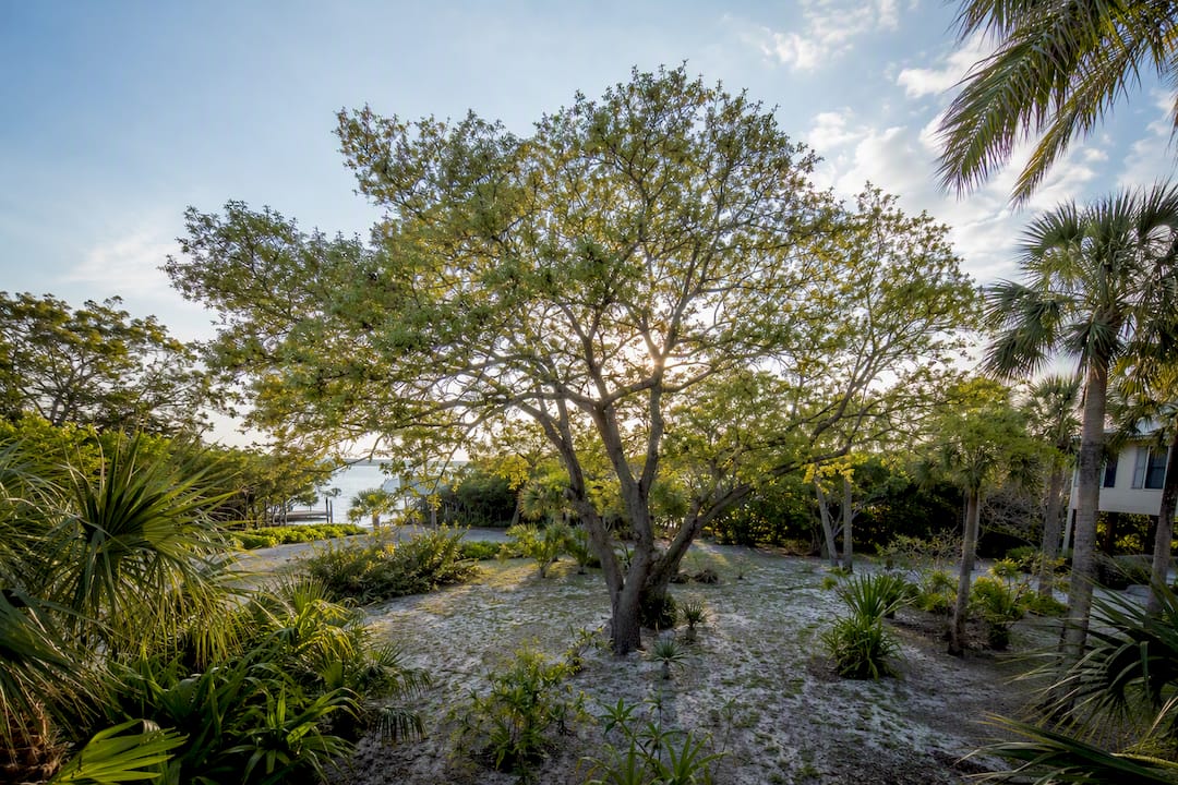 Wild tamarind tree in coastal Florida yard