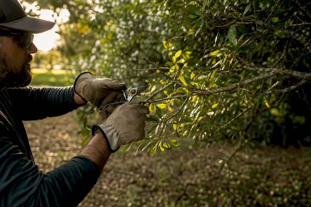 Pruning laurel oak branches