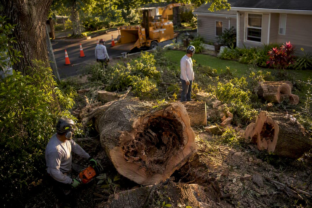 Laurel oak tree removal showing hollow trunk
