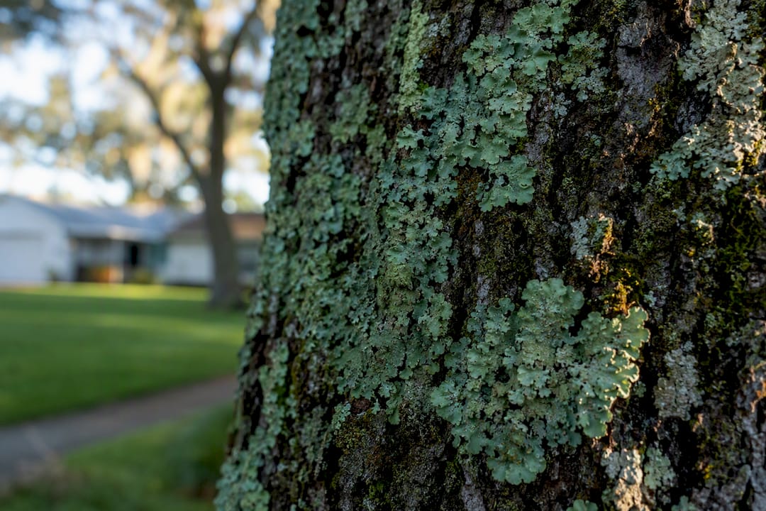 Leave Lichen on Trees Alone, Homeowners: When to Call an Arborist 2 Lichen on bark of declining tree