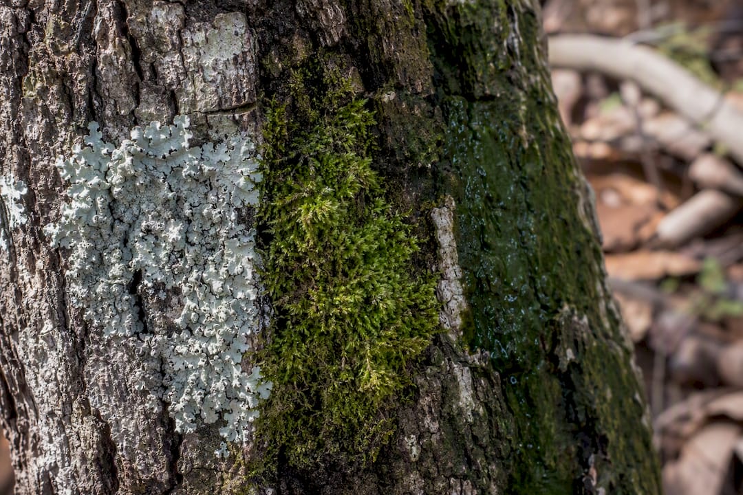 Leave Lichen on Trees Alone, Homeowners: When to Call an Arborist 1 Lichen, moss, and algae growing on bark