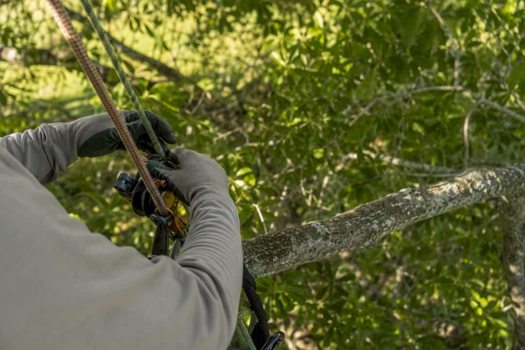 Tree service worker trimming branches safely