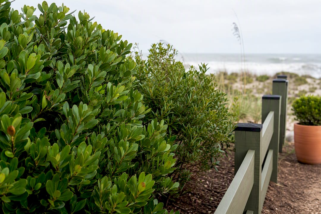 Salt-tolerant shrubs planted behind coastal dune