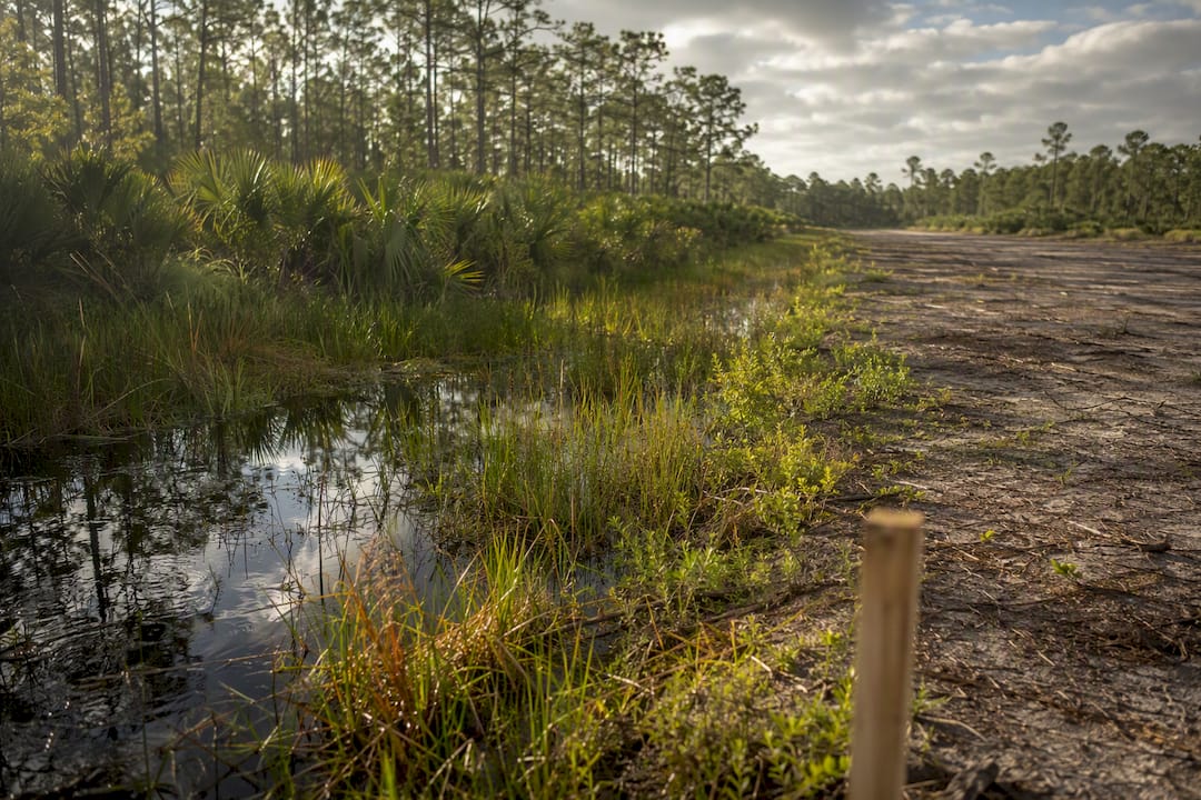 Wetland edge beside a Central Florida parcel
