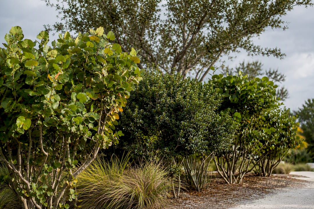 Top 10 Hurricane Resistant Trees for FL Homeowners, UF/IFAS Tips 3 Mixed trees forming a coastal windbreak