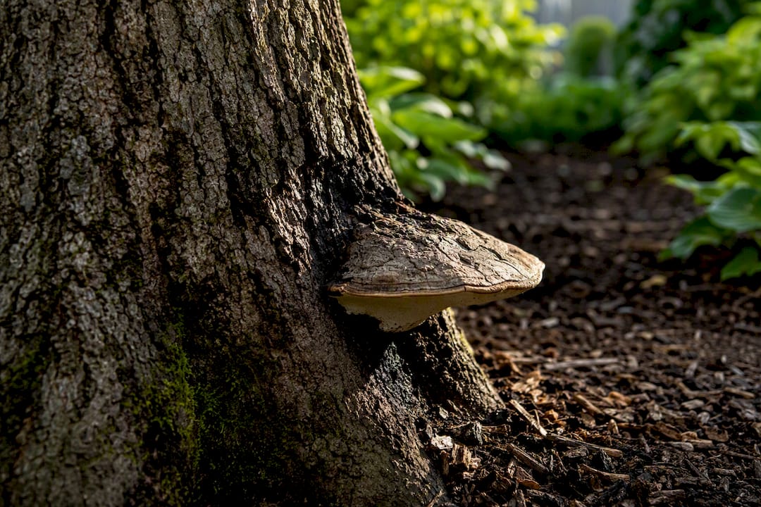 Homeowners: 7 Step Root Flare Fix, Air Spade vs Hand Tools, DIY or Hire 3 Fungal conk growing at tree trunk base