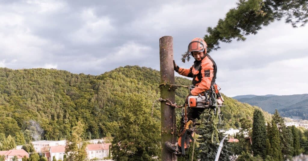 Hazardous Tree Removal in Orlando